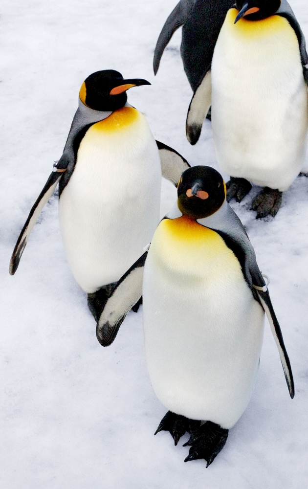 Detectan un troyano que aprovecha vulnerabilidades en seis versiones de Linux