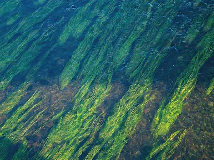 Un algoritmo de código abierto para la conservación de los pastos marinos